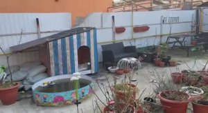 Гуляем, начинаем будку приводить в порядок.