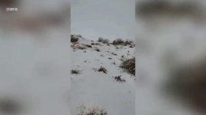 Пустыня Сахара покрылась снегом