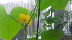 12.03.2026 Томат для раннего урожая и огурцы на окне.