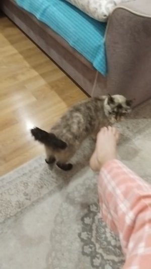котики