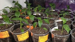 12.03.26 Всё о моей рассаде перцев.Ответы на вопросы