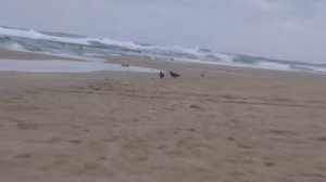 Маса Шорашим - 2018