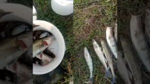 Хочу на рыбалку, отпустите меня.mp4