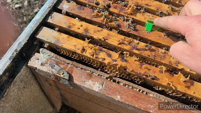 Результат зимовки пчёл 2026.