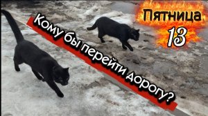 Пятница 13: Два черных кота на дорогах - Символ удачи или неудачи?
