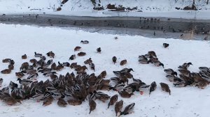 Утиная ферма 4