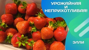 Посадила год назад — уже собираю ведрами! Элли- садовая земляника