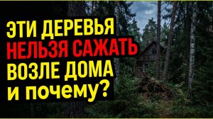 Запрещённые растения! Какие деревья нельзя сажать рядом с домом, если хотите достатка