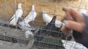 Ярмарка голубей Бронницы 7 марта 2026 года фильм 4