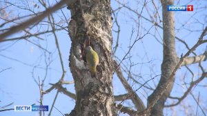 В Рязанской области началась весенняя миграция птиц