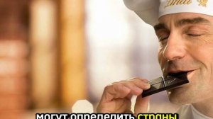 Дегустатор