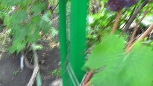 Ртищевский виноград / Обзор виноградника на 18.09.2025