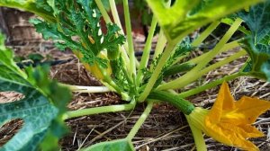 Такого урожая я не ожидал! Обзор моего участка в Португалии _ (Дом в Португалии). Выпуск 23