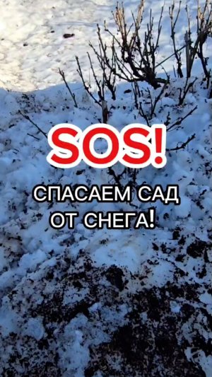 СРОЧНО! Как защитить плодовый сад при таянии снега?