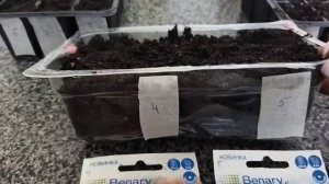 Небольшой обзор и посев петунии.