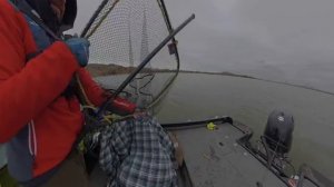 НАШЕЛ ЛОГОВО СУДАКОВ ВОЗЛЕ ЗАТОПЛЕННОЙ ЛОДКИ