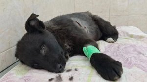 Отчаянный крик о помощи