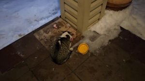 🔥кот Уголек решил быть главным, но не получилось🐈⬛