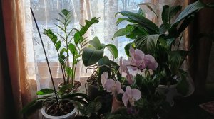 Домашние растюшки, 11марта