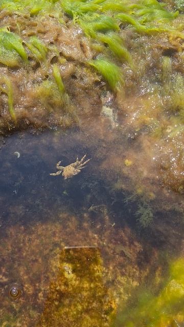 2021_08_17 Севастопольский крабик