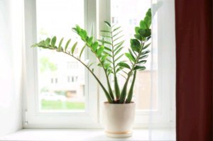 замиокулькас