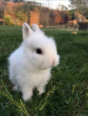 ВЫ МОИ КРОЛЬЧАТА 🐇👌🏻