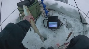 ДОЛГОЖДАННАЯ РЫБАЛКА _ СИГ НА ЗИМНЮЮ УДОЧКУ