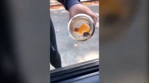 ЧАЙКА ЭТО ПОЧЕТНО