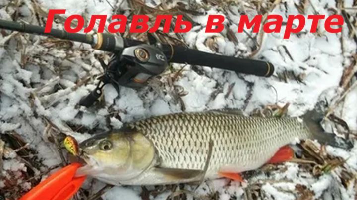 ТРОФЕЙНЫЙ ГОЛАВЛЬ в МАРТЕ! НАЖИВКИ и СНАСТИ для РЫБАЛКИ! МЕСТА, ПРИКОРМКА и ВРЕМЯ для ЛОВЛИ
