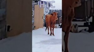 Село Гнедухино Баганский район Новосибирская область (убой здорового скота)