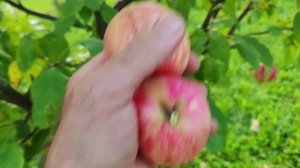 Норкент - сорт для Южного Урала