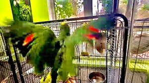 ТИКАЙ, Гоша,ТИКАЙ! Гоша прилетел к любимой Кире на крыльях любви, но она не оценила!!!