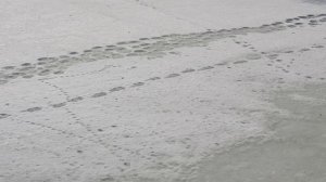 РАННИЙ ПРИЛЁТ