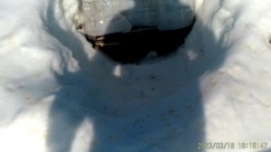 Весна облёт на пасеке.