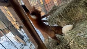 Лиса-Алиса. Лис Игнис показывает фокусы