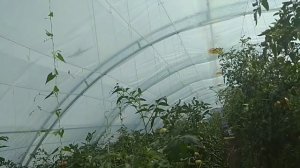 Мои теплицы из профильной трубы. Подробный обзор. Стоимость.