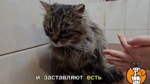 Спасение бездомной кошки Корицы