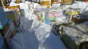 работа на пасеке в марте, главное не мешать пчелам облетываться после зимовки , 11.03.2026