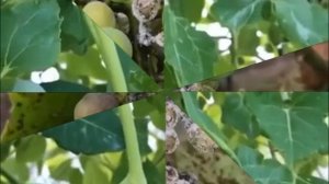 Диагностика МИЛДЬЮ: Критерии определения. 2 часть