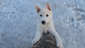 Забар я приехал