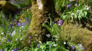 Расслабляющее щебетание лесных птиц. 🌲🐦 Успокаивающие звуки птиц для сна.