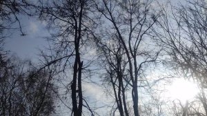 12 марта вороны прогноз погоды от волшебника