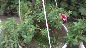 КАЛИБРАХОА - как я с ней намучался!!! Но научился выращивать