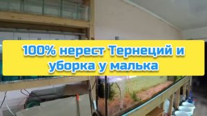 100% нерест Тернеций и уборка у малька