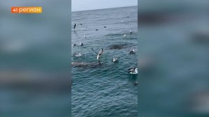 СИВУЧИ И ЧАЙКИ: РЫБАКИ ЗАМЕТИЛИ «КОЛЛЕГ» В ОХОТСКОМ МОРЕ • БЕЗ КОММЕНТАРИЕВ