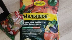 Семена томатов проклюнулись, рассадила в стаканчики.