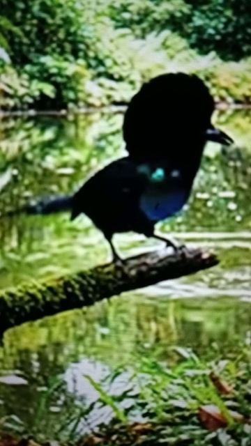 Удивительные лесные птицы