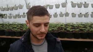 Моя схема подкормок весной сразу после пикировки рассады цветов