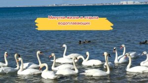 Анапа. Минутки жизни и отдыха водоплавающих