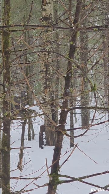 Выход Лосей на номера в лесу